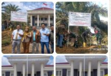 Ambil Sawit Di Lahan Tak Bertuan, Kantor Hukum Bintang Keadilan Prapidkam Polres Padanglawas