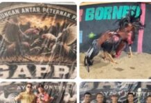 “Tameng Latihan Hancur oleh Bukti Kejuaraan: Ironi Penegakan Hukum Judi Sabung Ayam di Medan Johor”