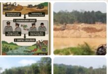 Mafia Tambang Emas Ilegal di Muratara semakin mengila dan tahan hukum BBM Ilegal Masuk Bebas, APH Diduga Tutup Mata.