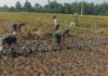 Babinsa Turun Langsung Bantu Petani Mencangkul Sawah