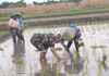 Wujud Ketahanan Pangan, Babinsa Rembang Dampingi Petani Tanam Padi Di Sananwetan