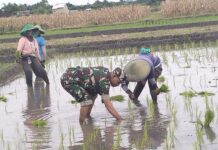 Wujud Ketahanan Pangan, Babinsa Rembang Dampingi Petani Tanam Padi Di Sananwetan