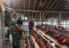 Dukung UMKM Warga, Babinsa Purwantoro Sambangi Peternak Ayam Petelur
