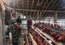 Dukung UMKM Warga, Babinsa Purwantoro Sambangi Peternak Ayam Petelur