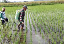Babinsa Satrean Dampingi Perawatan Tanaman Padi, Wujudkan Ketahanan Pangan Masyarakat