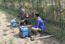 Babinsa Kandangan Dampingi Petani Lakukan Penyemprotan POC Untuk Tingkatkan Pertumbuhan Jagung