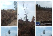 PTBA RAMPAS PERKEBUNAN RAKYAT DESA DARMO MENGGUSUR TANPA GANTI RUGI