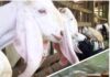 Bantuan Bibit Kambing Dan Ikan Lele Desa Tanjung Agung Muratara Perlu Pengawasan Pihak Terkait