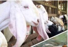 Bantuan Bibit Kambing Dan Ikan Lele Desa Tanjung Agung Muratara Perlu Pengawasan Pihak Terkait