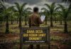 Oknum Perangkat Desa Pulau Lebar Diduga Sulap Dana Desa Jadi Kebun Sawit Pribadi, Kades Bungkam Saat Dikonfirmasi!
