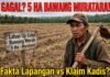 Investigasi: Uji Coba Bawang Merah 5 Hektar di 3 Kecamatan Muratara, Benarkah Berhasil Atau Sekedar Laporan Di Atas Kertas?