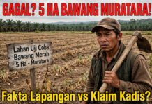Investigasi: Uji Coba Bawang Merah 5 Hektar di 3 Kecamatan Muratara, Benarkah Berhasil Atau Sekedar Laporan Di Atas Kertas?